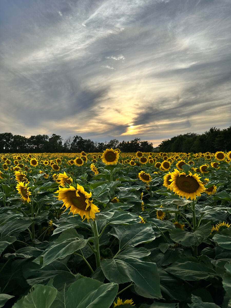 db sunflower field Diana Burress